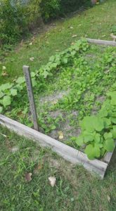 14601054_1033942146718627_2964740854651012719_n